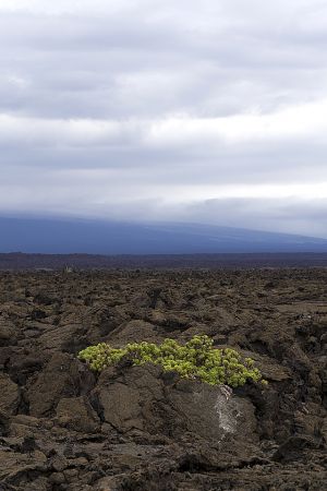 Sierra Negra 274.jpg